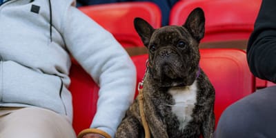 Chien dans un stade