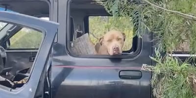 Chien dans une décharge