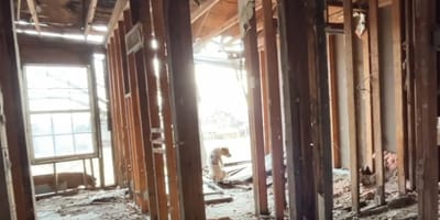 Hund in einem verlassenen Haus