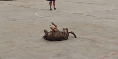 Chien danse