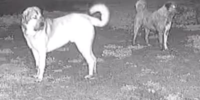 Perro pastor en granja