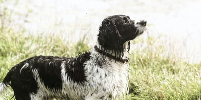 Hunting dog