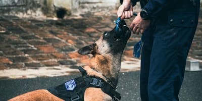 Police dog