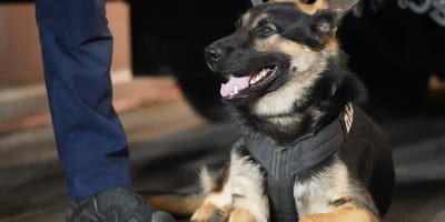 Hond van de gendarmerie