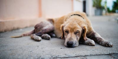 Chien déprimé et abandonné