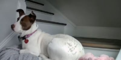 Dog in front of the door