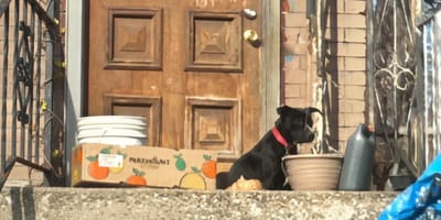 Chien devant une maison