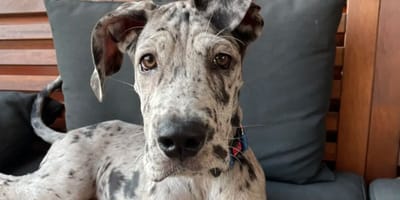 chien dogue allemand