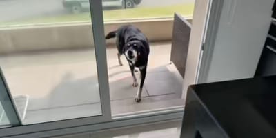 Chien du voisin