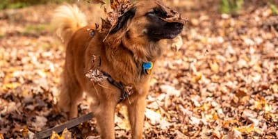 Chien en automne