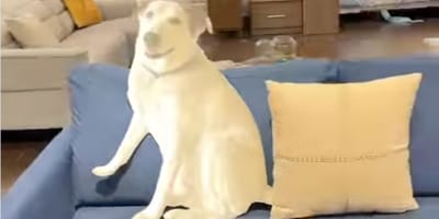 Chien en carton