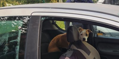 Chien enfermé dans une voiture