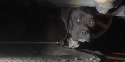chien errant