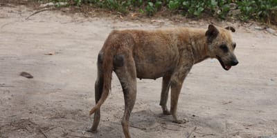 chien errant