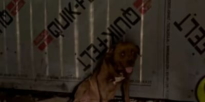 Chien errant