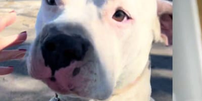 pies porzucony na parkingu