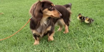 Dog and ducklings