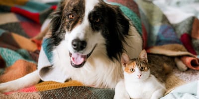 Chien et chat