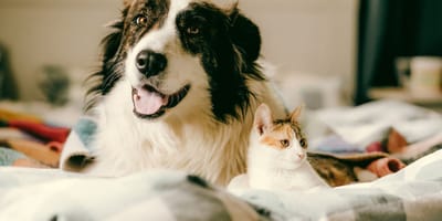 Chien et chat