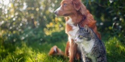chien et chat