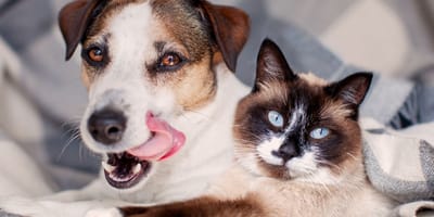 Chien et chat