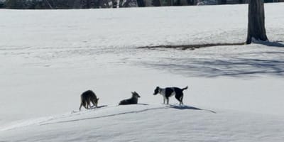 Hund und Kojoten