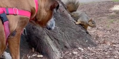 Dog and squirrel