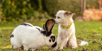 Chien et lapin