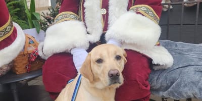 Perro y Papá Noel