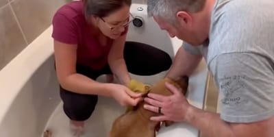 chien et sa famille