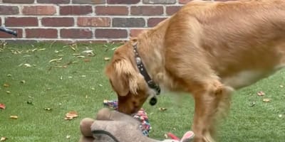 Dog and her soft toy