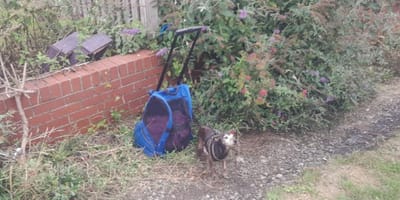 Hund und Rucksack