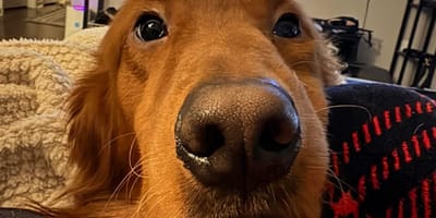 Golden Retriever hond