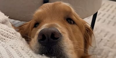 Cane Golden Retriever