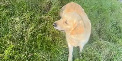 Golden Retriever dog