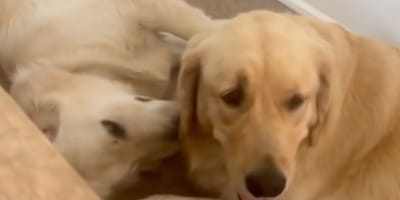 Funny Golden Retriever dog