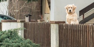 chien Golden Retriever maison