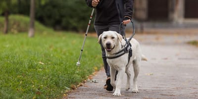 Chien guide