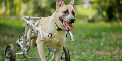 Hund mit Behinderung