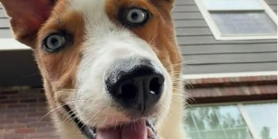 Chien handicapé