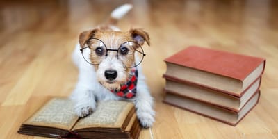Chien intelligent