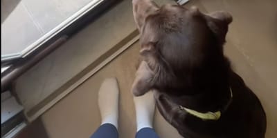 Cane Labrador color cioccolato