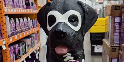 labrador dog halloween
