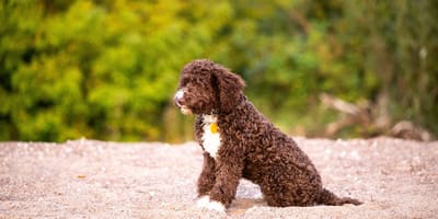 Cane Lagotto Romagnolo cercatore di tesori