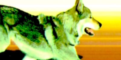 Cane lupo Olimpiadi 2026