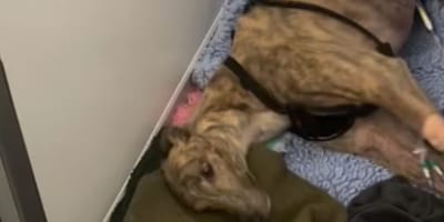 Chien malade