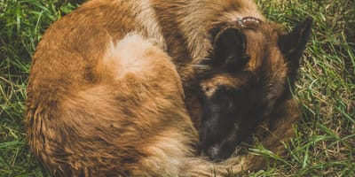 Cane Malinois