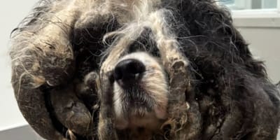 Mishandelde hond