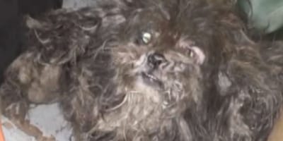 Ein völlig vernachlässigter Hund