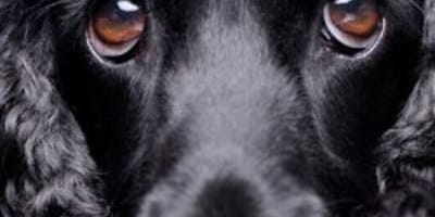 chien noir